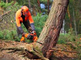 Best Pest Control for Lawns  in Wytheville, VA
