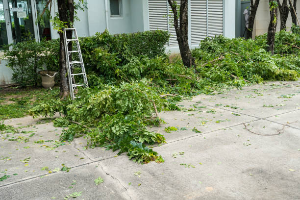 Wytheville, VA Tree Removal Company