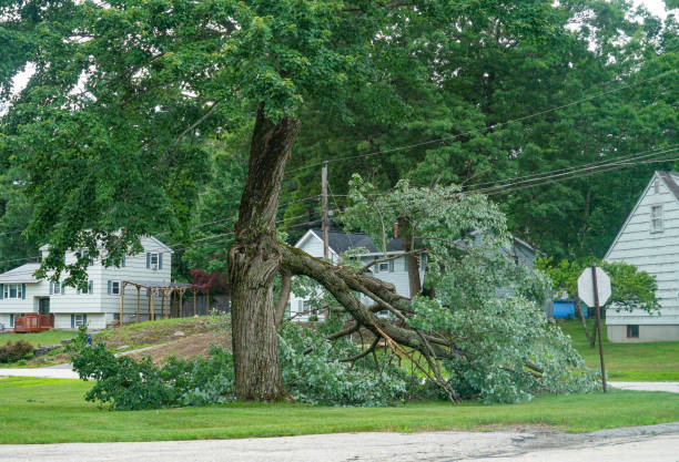 Best Root Management and Removal  in Wytheville, VA