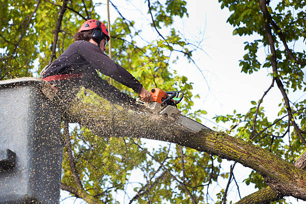 Best Seasonal Cleanup (Spring/Fall)  in Wytheville, VA